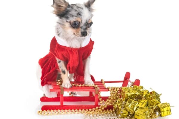 Dogwifhat price prediction 2024 – 2030: Will WIF reach $10?
